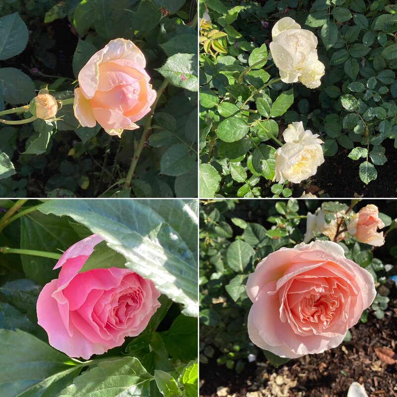 SoCalZone10’s garden