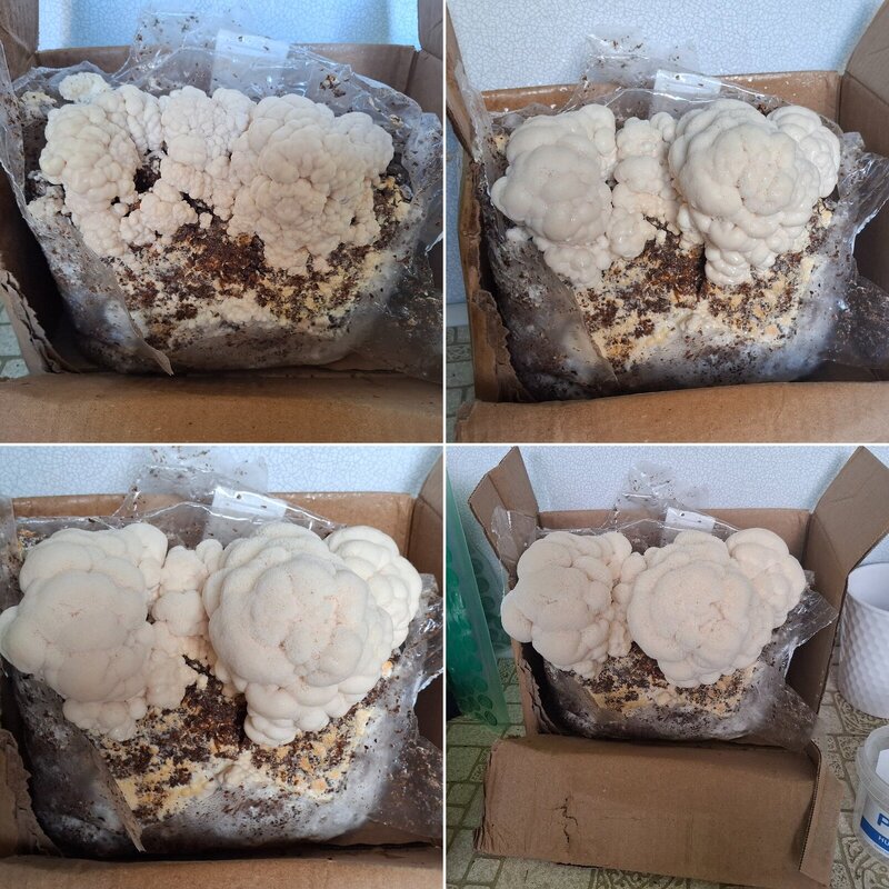 Lions Mane Mushrooms