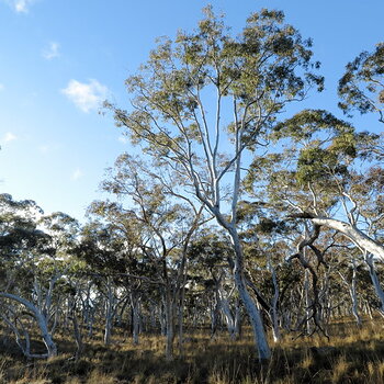 August 2017 - Ghost Trees