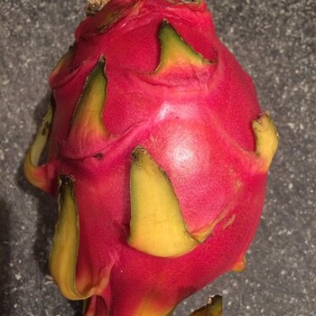 Dragon Fruit: supermodel of the jungle