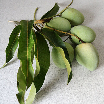 Sour unripe mango.