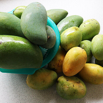 Mangoes (sweet)