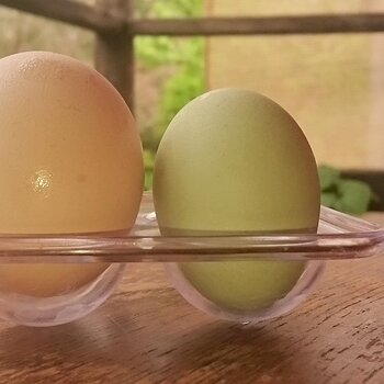 Media 'The Ooh Aah Birds' in album 'SNSSOs Home Grown Free Range Eggs'