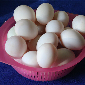 Fresh duck eggs.