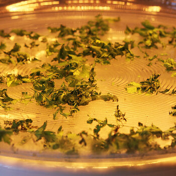 Drying fresh coriander leaves