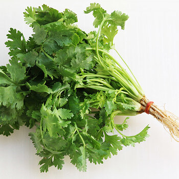 Coriander leaf