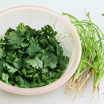 Coriander leaf.