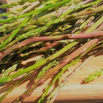 Wild asparagus