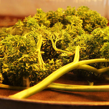 Drying fresh parsley.