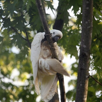 Bugger, I missed the branch and she spotted me!