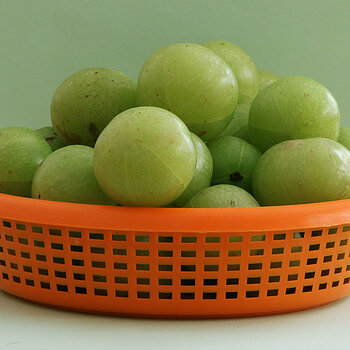 Indian gooseberry 2 s.jpg