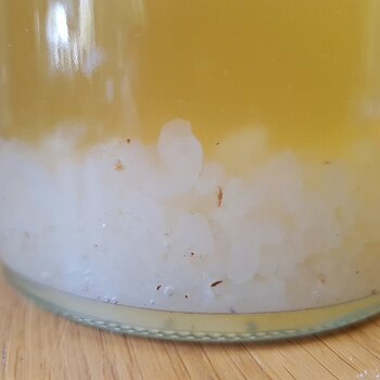 Water Kefir Grains