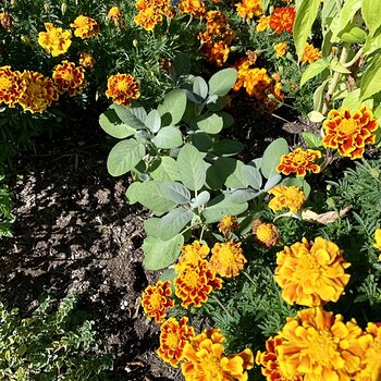 Sage In The Herb Garden