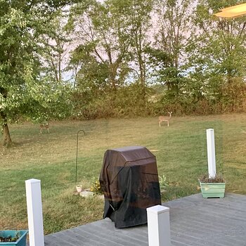 Deer In The Yard