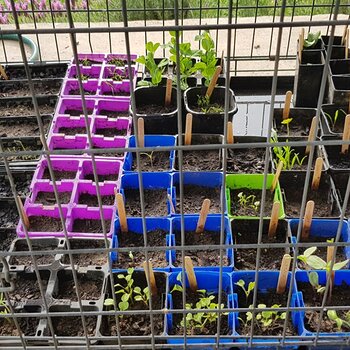 Seedlings bottom row