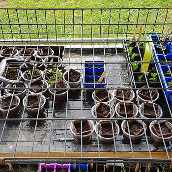 Seedlings top row