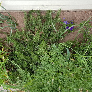 Creeping Rosemary