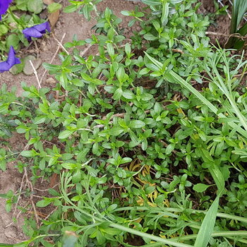 Winter Savory