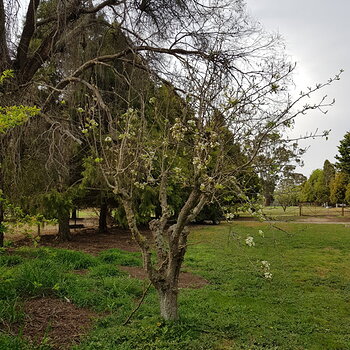 Apple tree