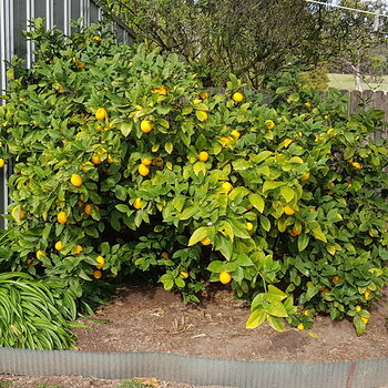 Lemon Tree