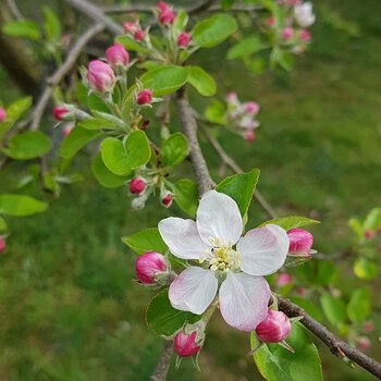 Apple blossom