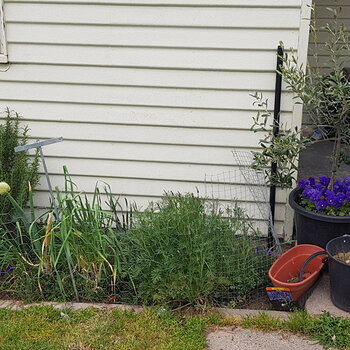 Small sheltered herb patch