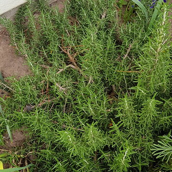 Creeping Rosemary