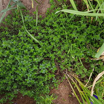 Common Thyme