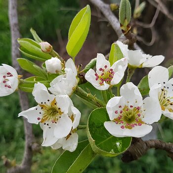 Pear blossoms