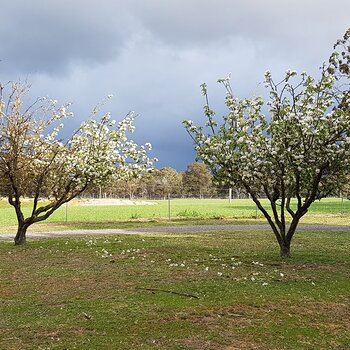 2 of my other apple trees