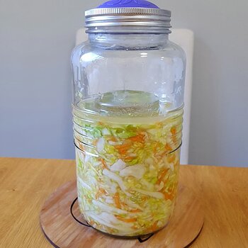 Sauerkraut (no. 3) Day 00