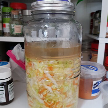 Sauerkraut (no. 3) Day 01