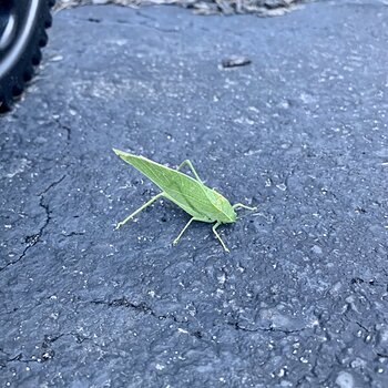 Katydid
