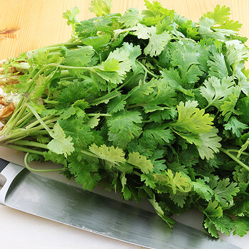 coriander 1 s.jpg