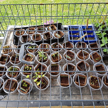 Seedlings