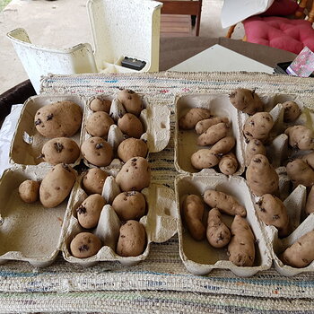 Seed potatoes