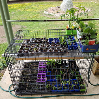 Seedlings in the dog cage