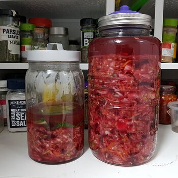 Beetroot Sauerkraut (no. 4) Day 00