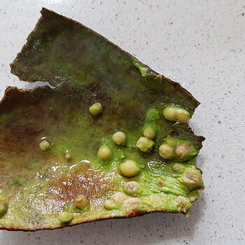 Washed skin of avocado reveals some of the extent of the problem