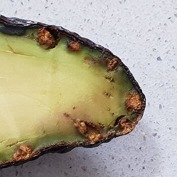 Avocado Problems