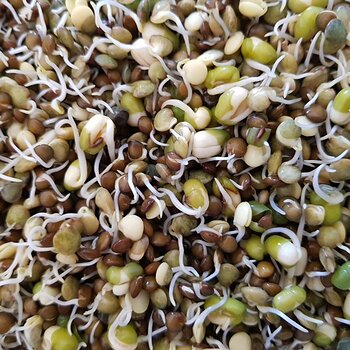 Mixed lentils and mung beans