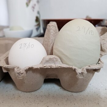 Media 'Ouch! Little and Large' in album 'SNSSOs Home Grown Free Range Eggs'