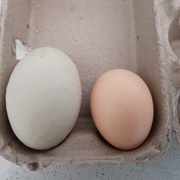 Media 'Ouch! Little and Large' in album 'SNSSOs Home Grown Free Range Eggs'