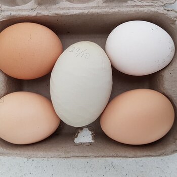 Media 'Ouch! Little and Large' in album 'SNSSOs Home Grown Free Range Eggs'
