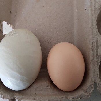 Media 'Ouch! Little and Large' in album 'SNSSOs Home Grown Free Range Eggs'