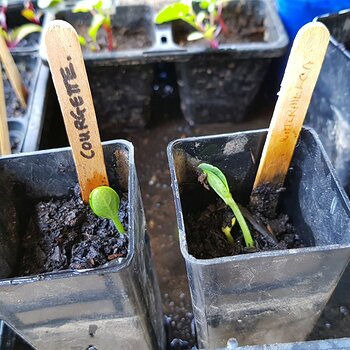 A courgette and 2 watermelon seedlings