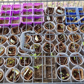 The top row of seedlings