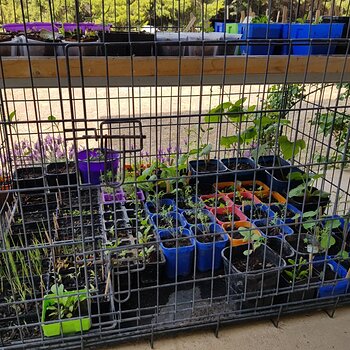 The bottom row of seedlings