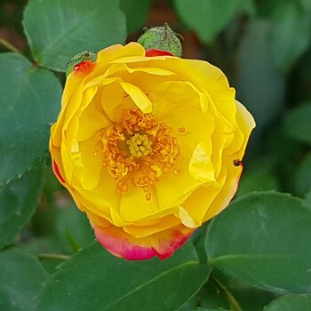 Camelian Rose