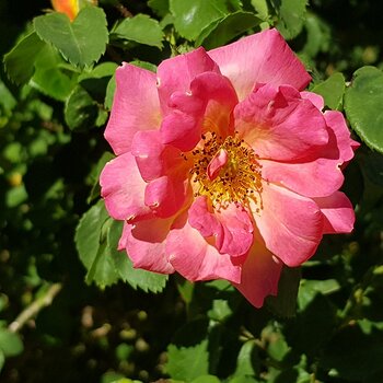 Camelian Rose